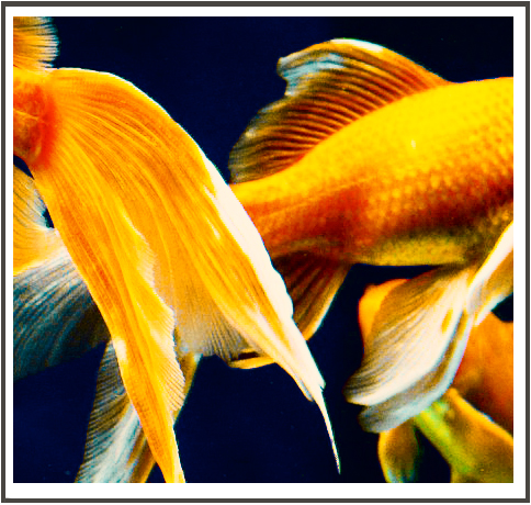 slideshow